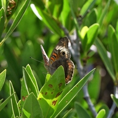 Junonia zonalis