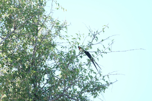 Long-tailed Paradise Whydah (Vidua paradisaea), photo 2