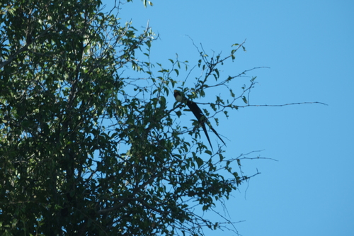 Long-tailed Paradise Whydah (Vidua paradisaea), photo 1