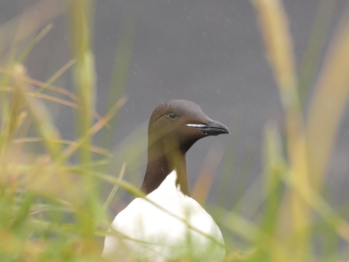 Thick-billed Murre