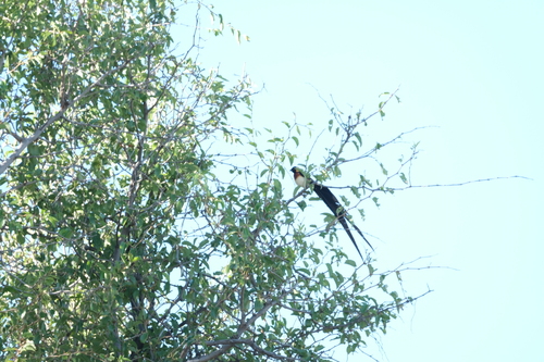Long-tailed Paradise Whydah (Vidua paradisaea), photo 5
