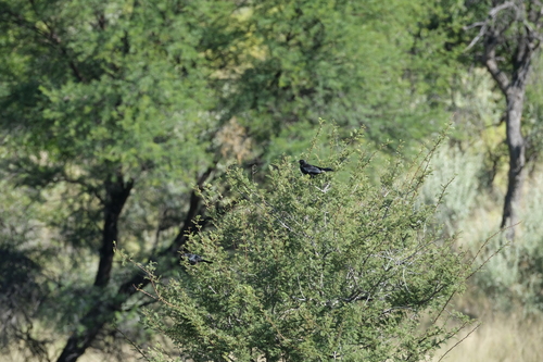 Pale-winged Starling (Onychognathus nabouroup), photo 3