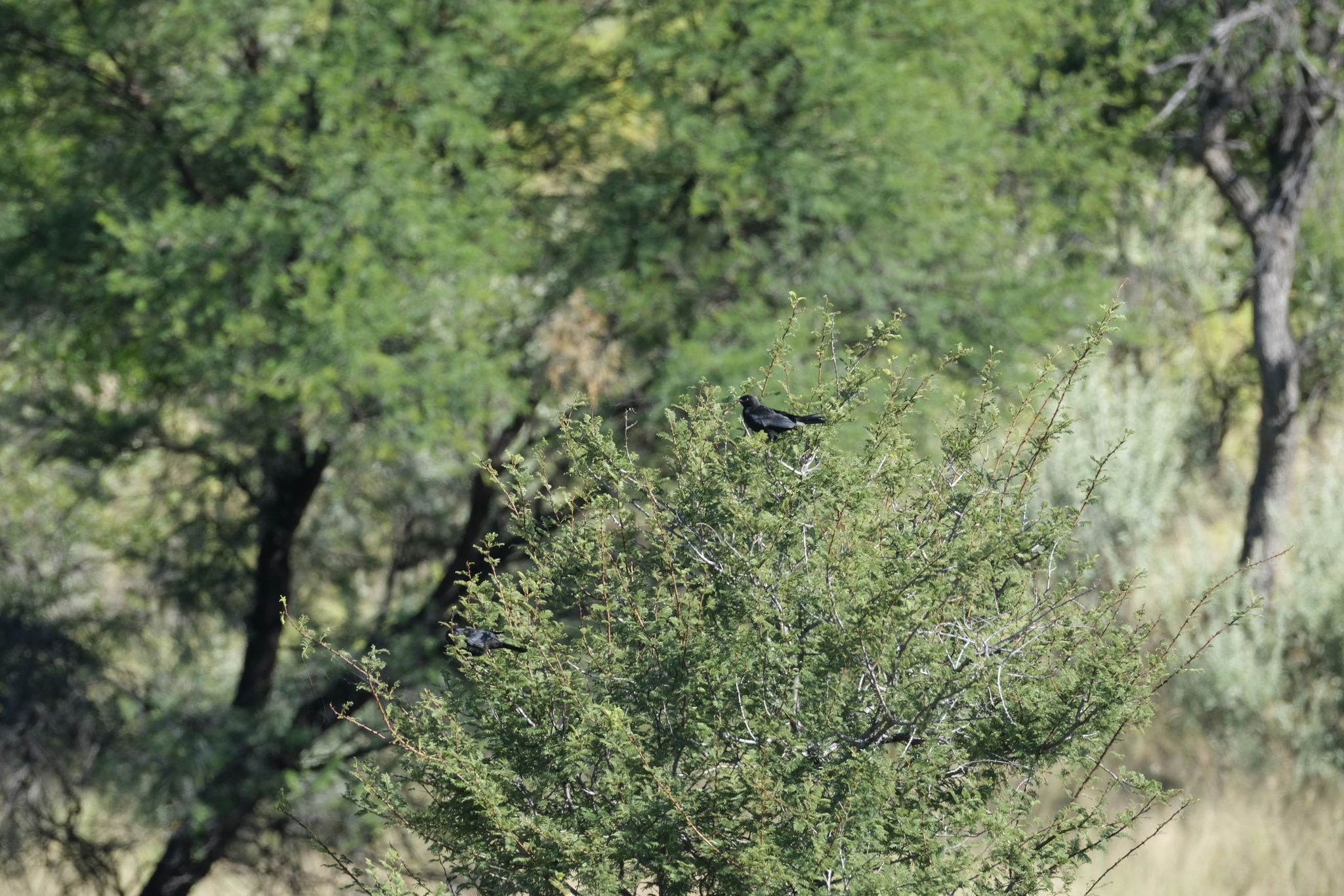 Pale-winged Starling (Onychognathus nabouroup), photo 3