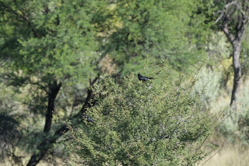 Pale-winged Starling (Onychognathus nabouroup), photo 4