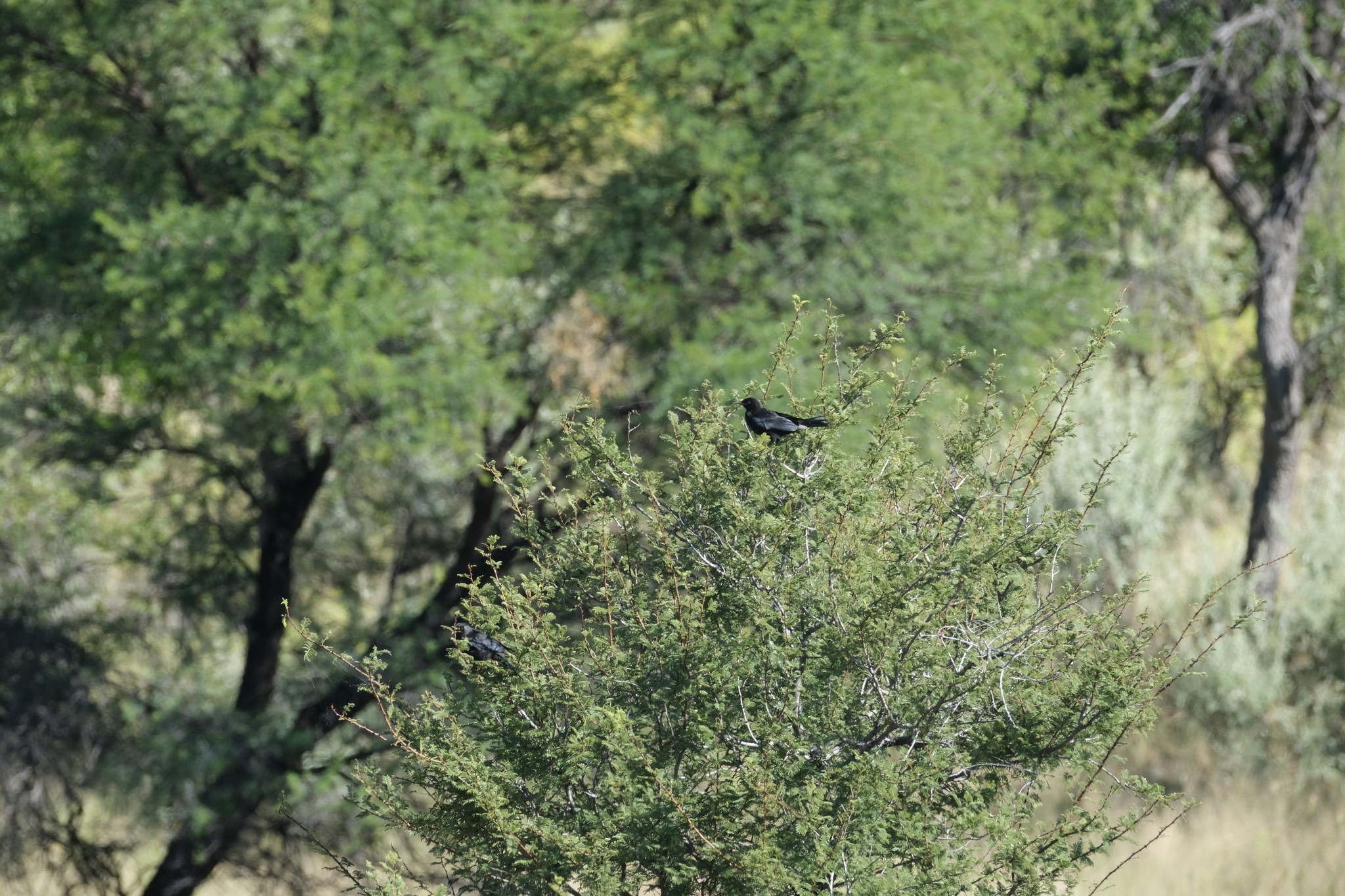 Pale-winged Starling (Onychognathus nabouroup), photo 4