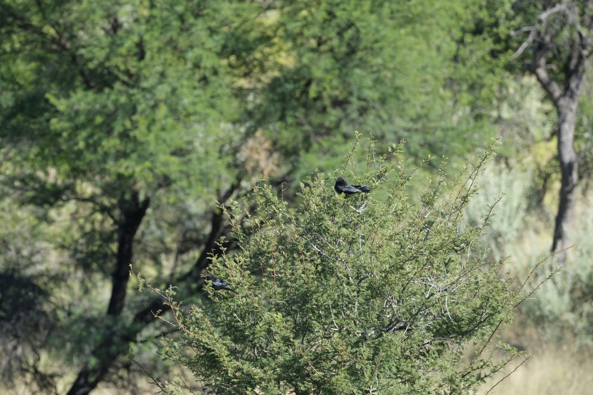 Pale-winged Starling (Onychognathus nabouroup), photo 8