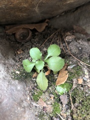 Veronica officinalis