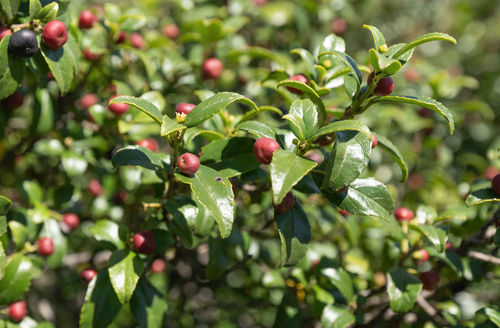 Blinkblaar (Rhamnus prinoides)