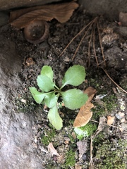 Veronica officinalis