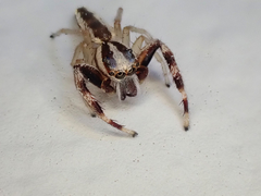 Hentzia grenada