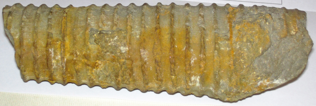 Orthoceratoidea