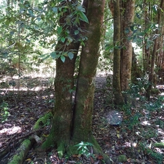 Laureliopsis philippiana