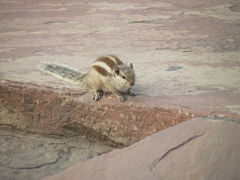 Funambulus pennantii