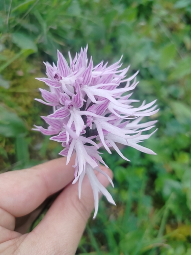 Naked-man Orchid