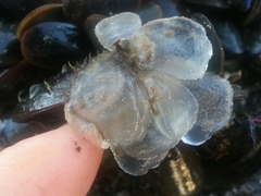 Icy Tunicate photo 2