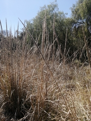 Muhlenbergia robusta