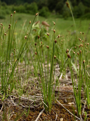 Trichophorum pumilum