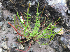 Microseris douglasii