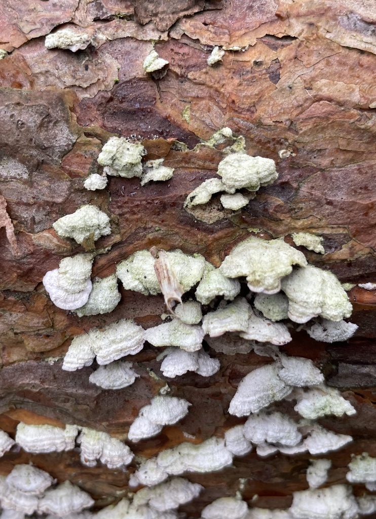 Trichaptum abietinum · March 2026 · photo: © jn32 (iNaturalist, cc0)