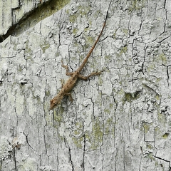 Anolis ustus