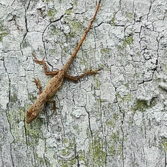 Anolis ustus