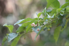 Vassobia breviflora