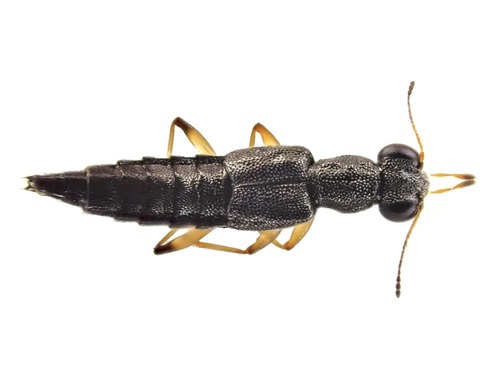 Stenus aceris