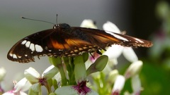 Hypolimnas bolina nerina