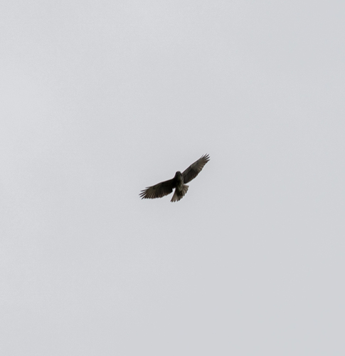 Hawaiian Hawk (Buteo solitarius)