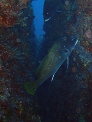 Sciaena umbra