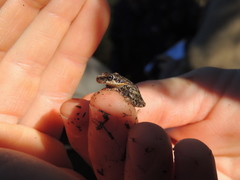 Nyctimantis siemersi