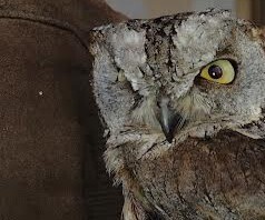 View observation of {o.common_name} on iNaturalist