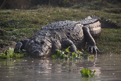 Marsh Crocodile photo 2