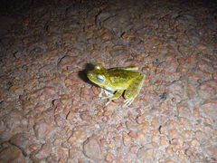 Boana xerophylla