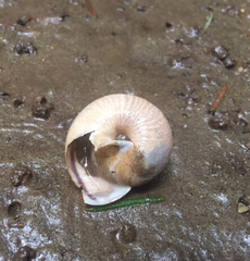 Helminthoglypta exarata