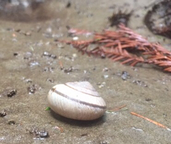 Helminthoglypta exarata