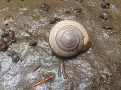 Helminthoglypta exarata