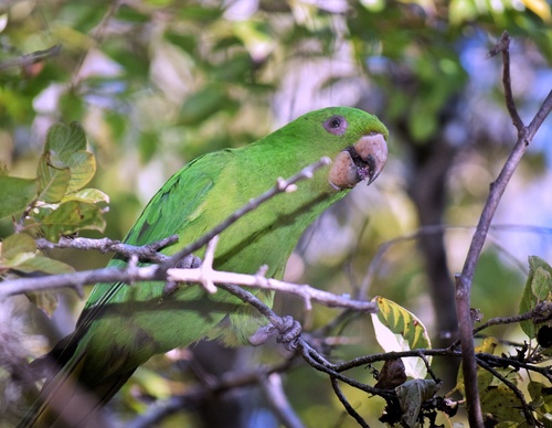 Socorro Parakeet (Psittacara brevipes), photo 6