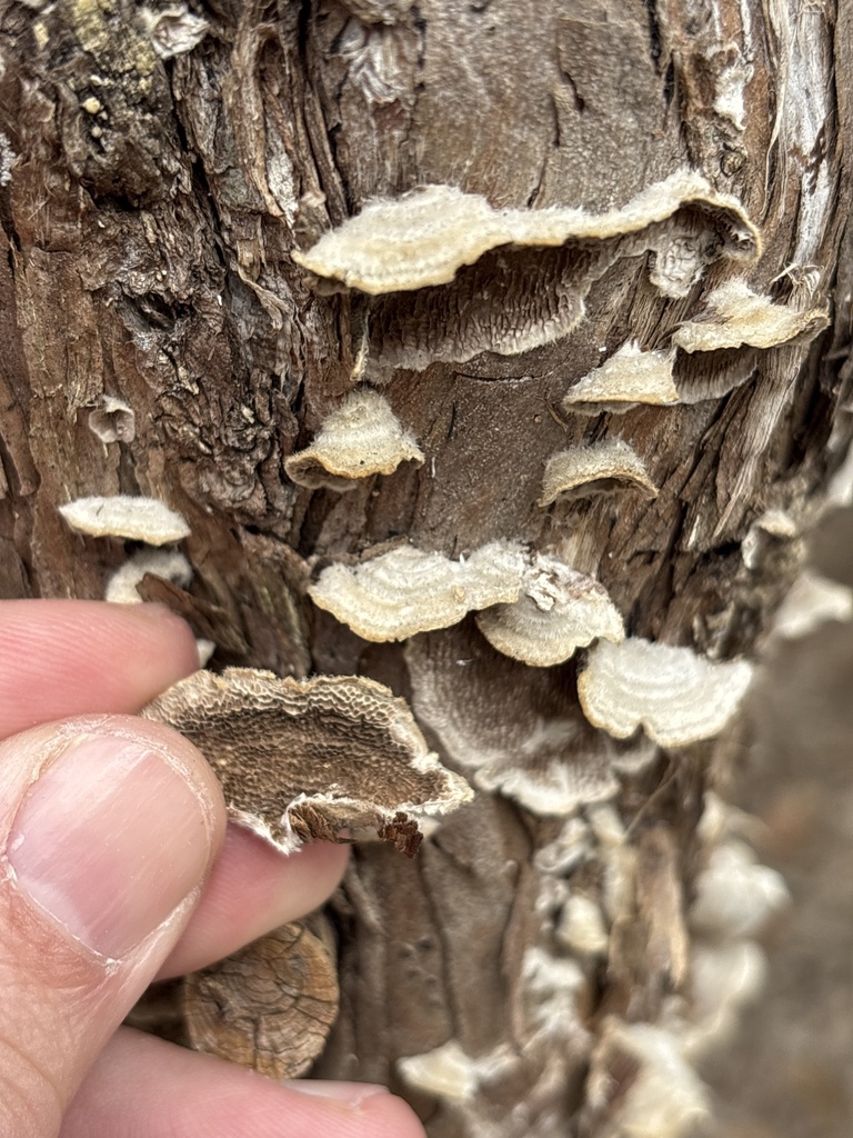 Trametes villosa · March 2026 · photo: © sambiology (iNaturalist, cc-by)