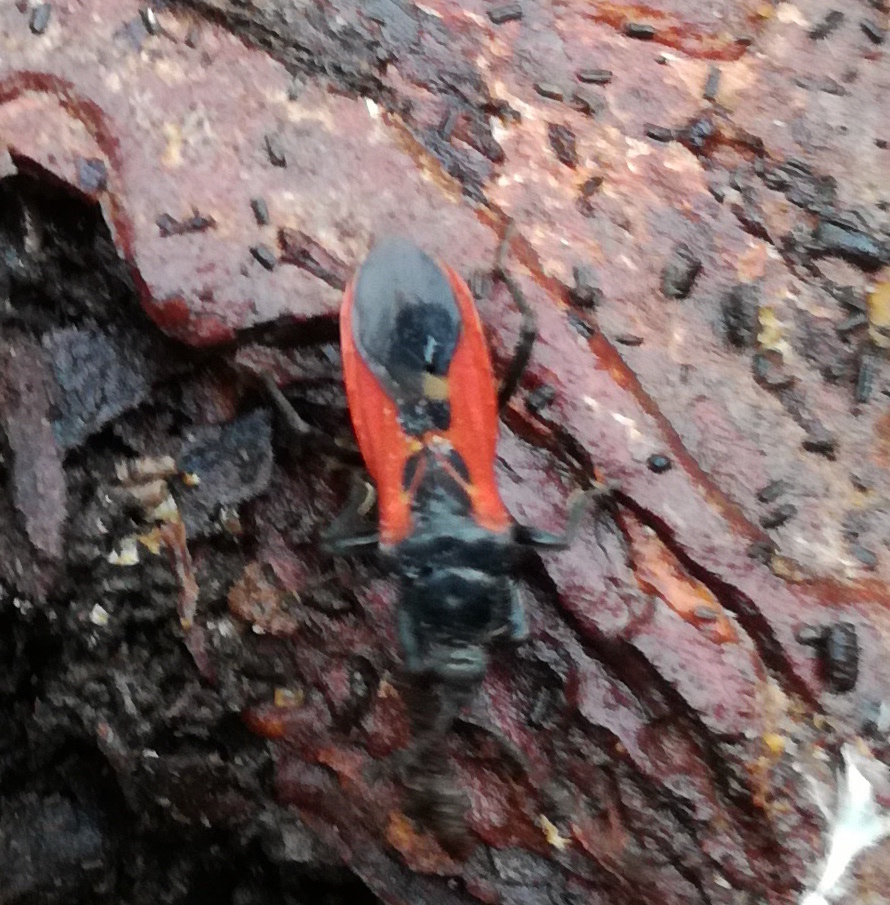 Peirates hybridus