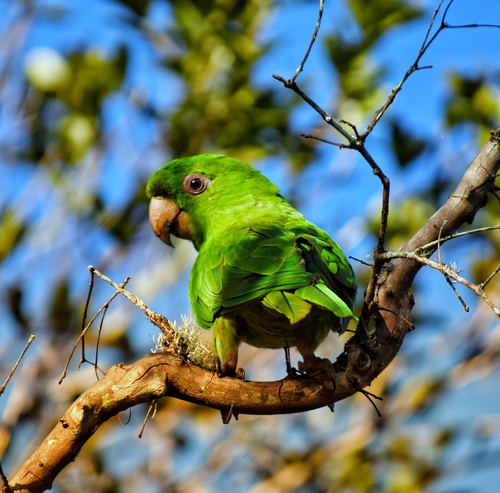 Socorro Parakeet (Psittacara brevipes), photo 8