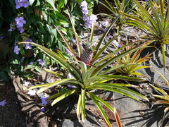 Ananas comosus comosus