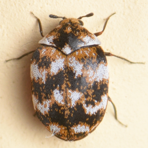 עורית השטיחים (Varied Carpet Beetle)