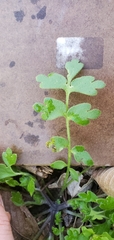 Nemophila phacelioides