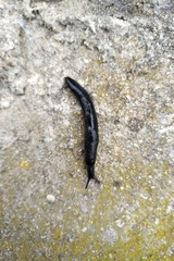 Milacidae
