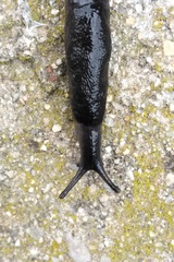 Milacidae