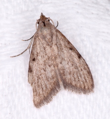 Nola pleurosema