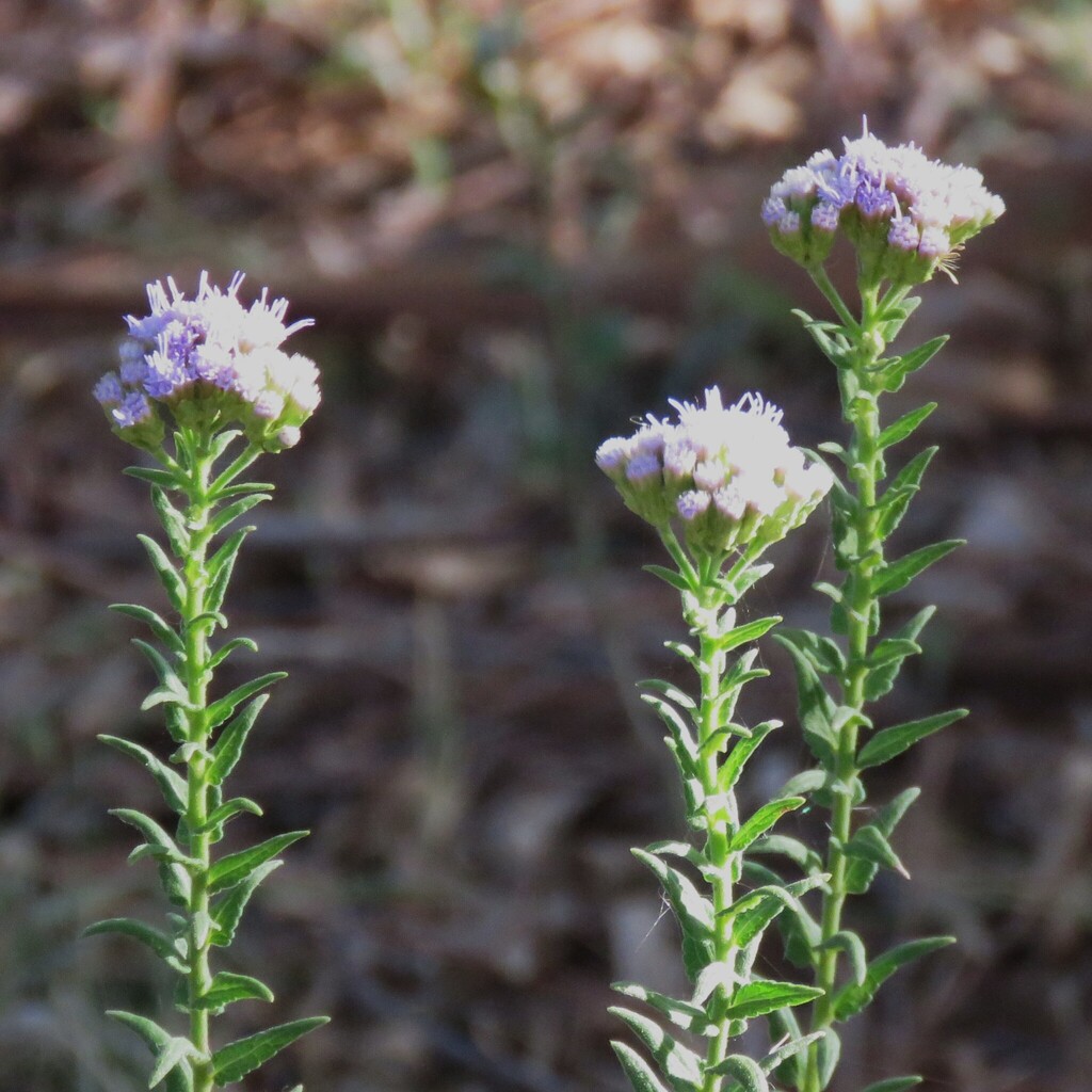 Chromolaena hirsuta; photograph author not stated, no rights reserved