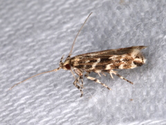 Otonoma anemois