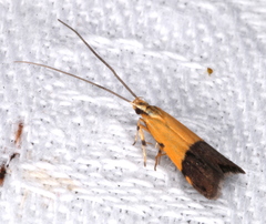 Crocanthes micradelpha